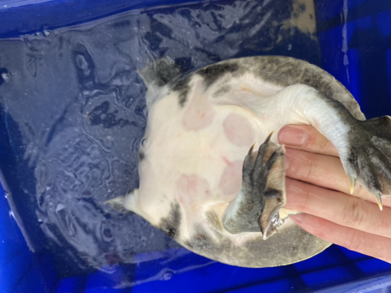 生态冷水黑花甲鱼鳖白底板黑底板大批发