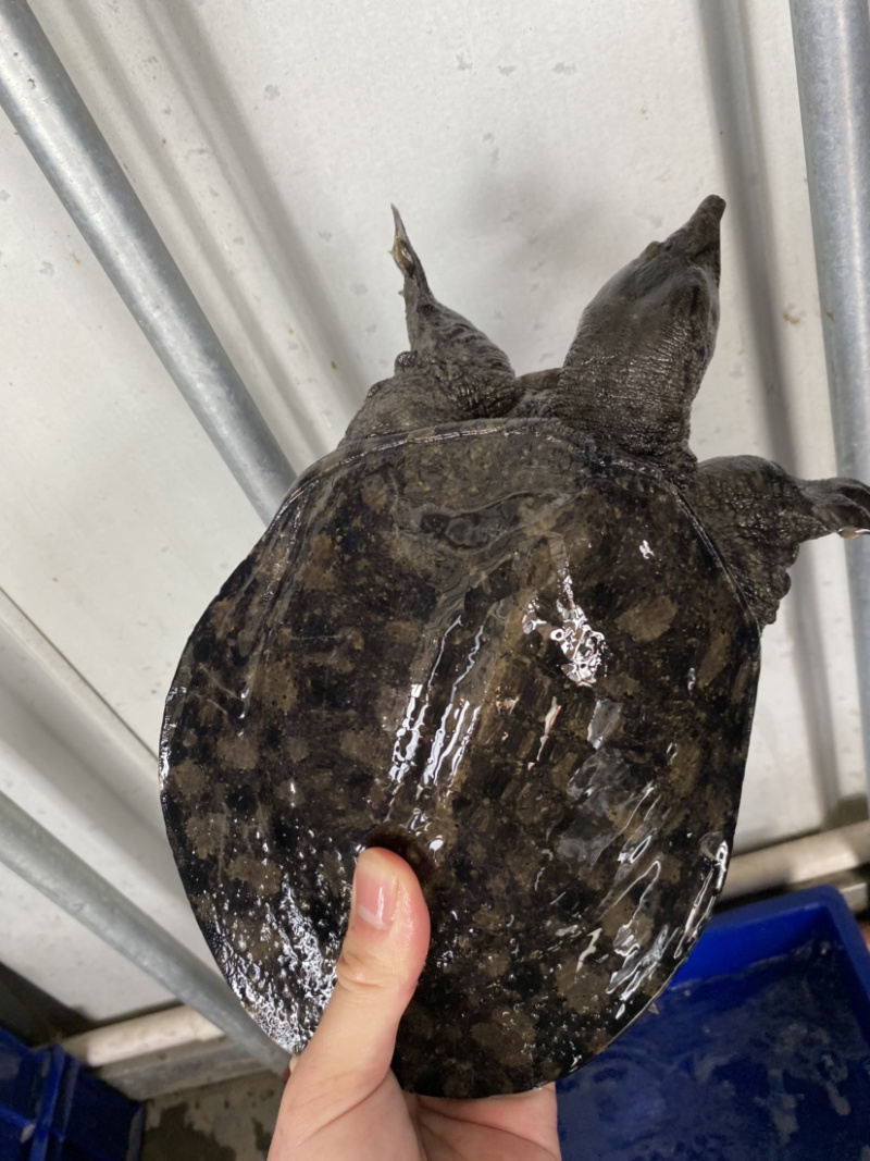 生态冷水黑花甲鱼鳖白底板黑底板大批发