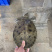 生态冷水黑花甲鱼鳖白底板黑底板大批发