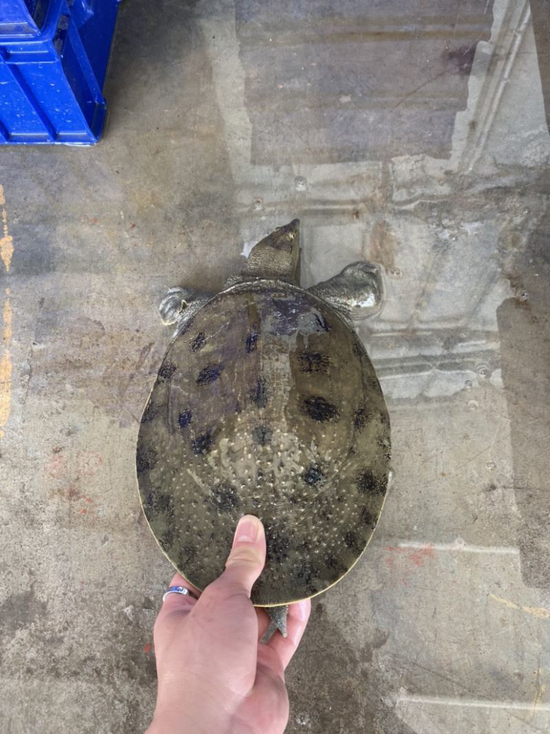 生态冷水黑花甲鱼鳖白底板黑底板大批发
