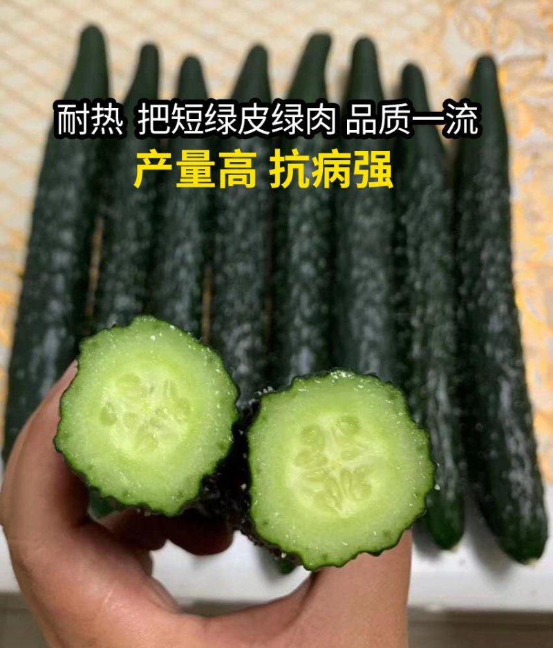 强雌黄瓜种子露地绿皮绿肉油亮型黄瓜种子
