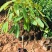 嫁接榴莲树苗泰国榴莲苗猫山王金枕头榴莲苗南北种地栽盆栽