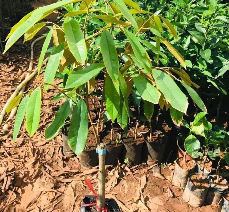 嫁接榴莲树苗泰国榴莲苗猫山王金枕头榴莲苗南北种地栽盆栽