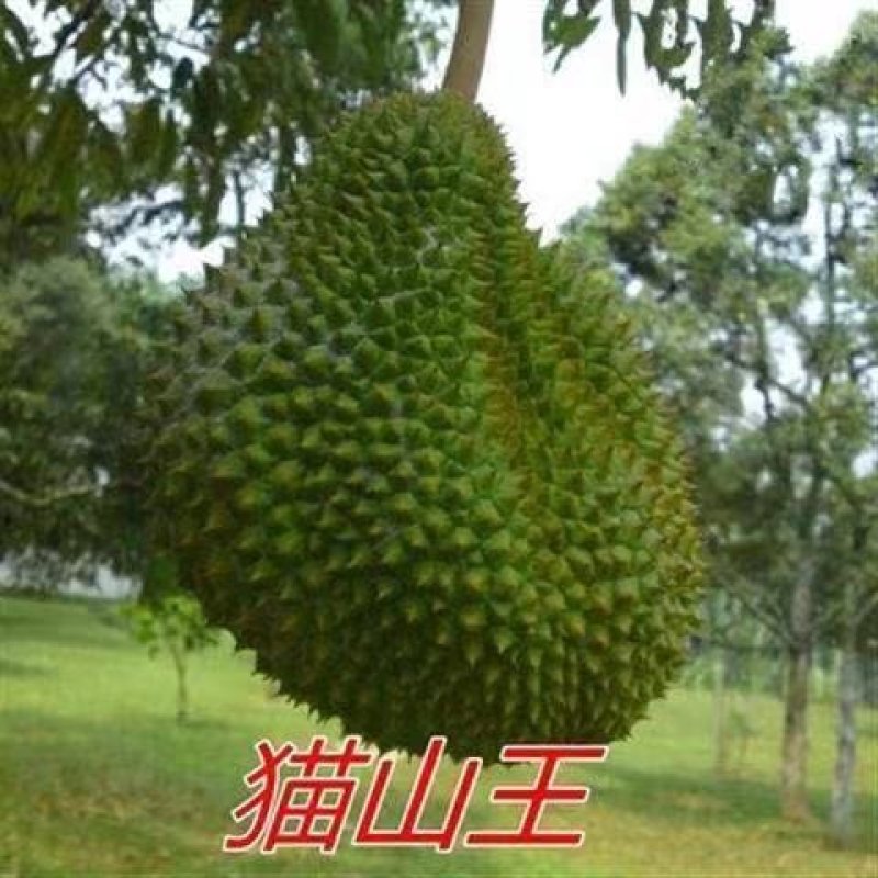 嫁接榴莲树苗泰国榴莲苗猫山王金枕头榴莲苗南北种地栽盆栽