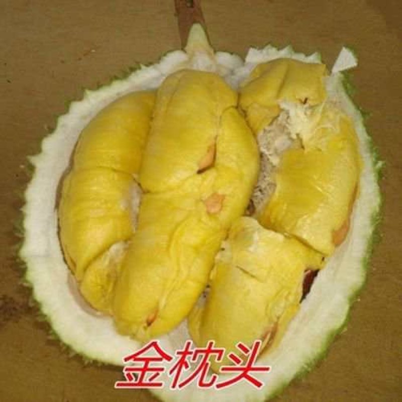 嫁接榴莲树苗泰国榴莲苗猫山王金枕头榴莲苗南北种地栽盆栽