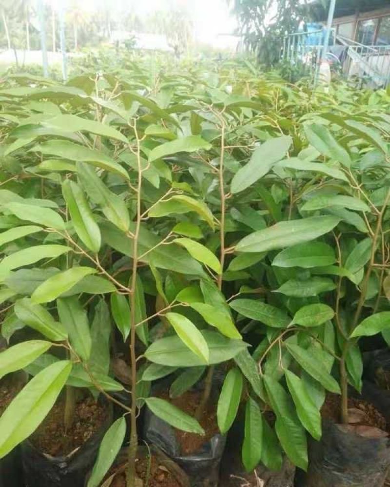 嫁接榴莲树苗泰国榴莲苗猫山王金枕头榴莲苗南北种地栽盆栽