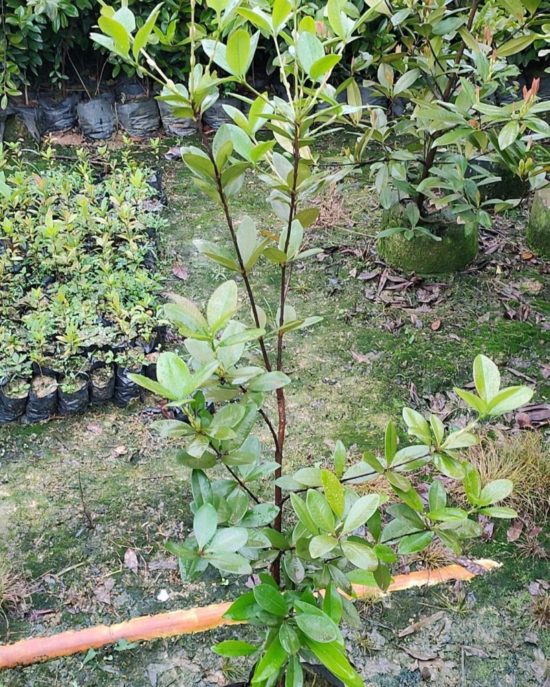 巴西甜樱桃苗盆栽水果苗南北方可种植当年开花结果