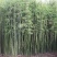 竹子苗庭院植物盆栽四季常青绿化黄金竹苗金镶玉罗汉竹大毛竹