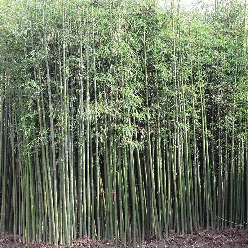 竹子苗庭院植物盆栽四季常青绿化黄金竹苗金镶玉罗汉竹大毛竹