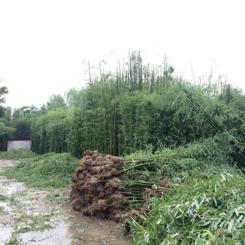 竹子苗庭院植物盆栽四季常青绿化黄金竹苗金镶玉罗汉竹大毛竹