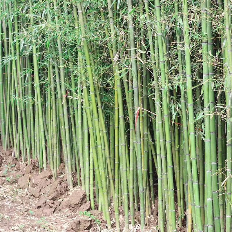 竹子苗庭院植物盆栽四季常青绿化黄金竹苗金镶玉罗汉竹大毛竹