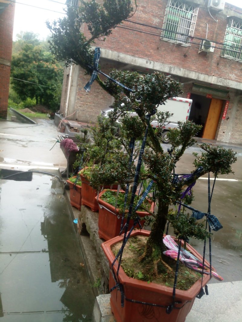 雀舌精品自家塑型黄杨盆景