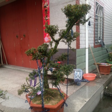 雀舌精品自家塑型黄杨盆景