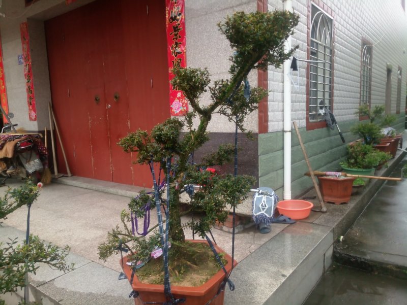 雀舌精品自家塑型黄杨盆景
