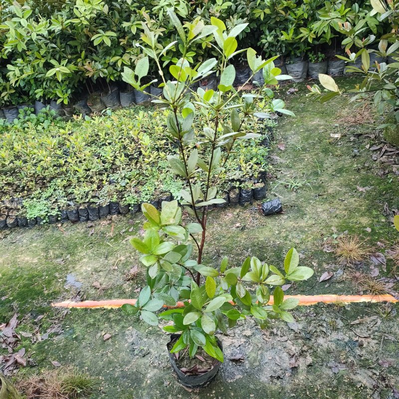 巴西甜樱桃苗盆栽水果苗南北方可种植当年开花结果
