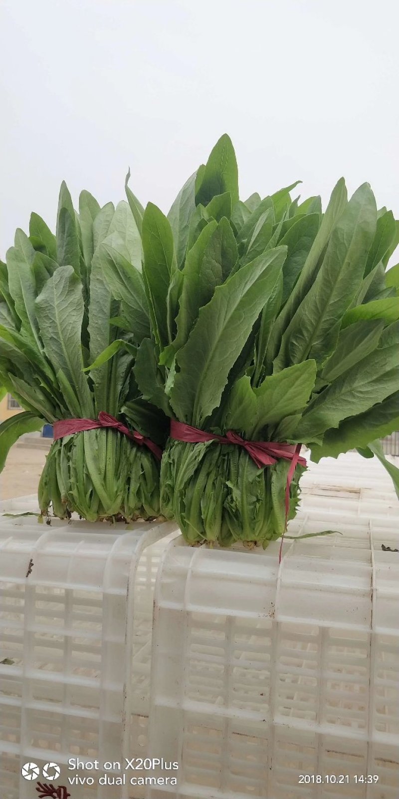 璐青优美油麦菜农田菜园基地蔬菜种子进口油麦菜种子