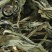 灵香草产地直供药典标准道地药材支持线上交易保障