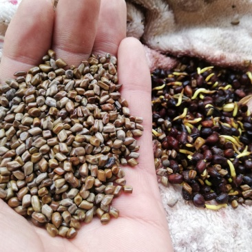 决明子新籽草决明种苗发芽率95%以上大量供应