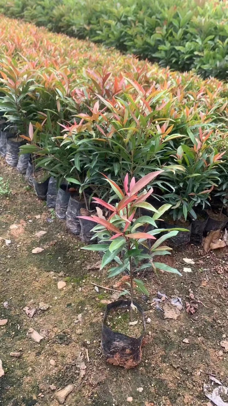 红车袋苗基地批发园林绿化苗木支持一件代发