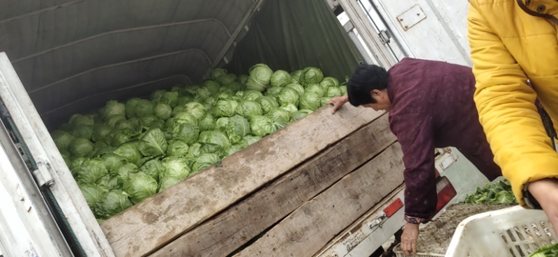 甘蓝中甘21大量出售，抢购从速