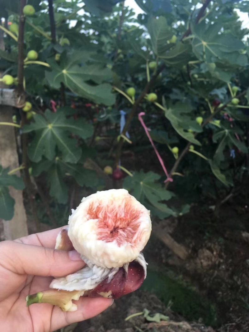 三年的无花果树。