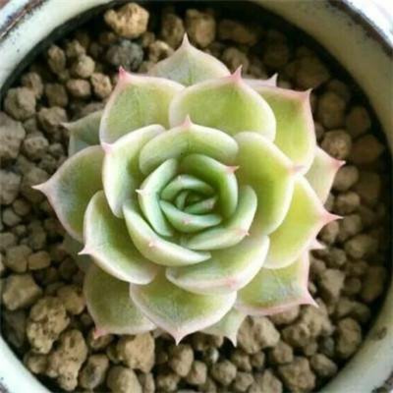 多肉，三角琉璃莲，虹之玉，初恋，等，品种多