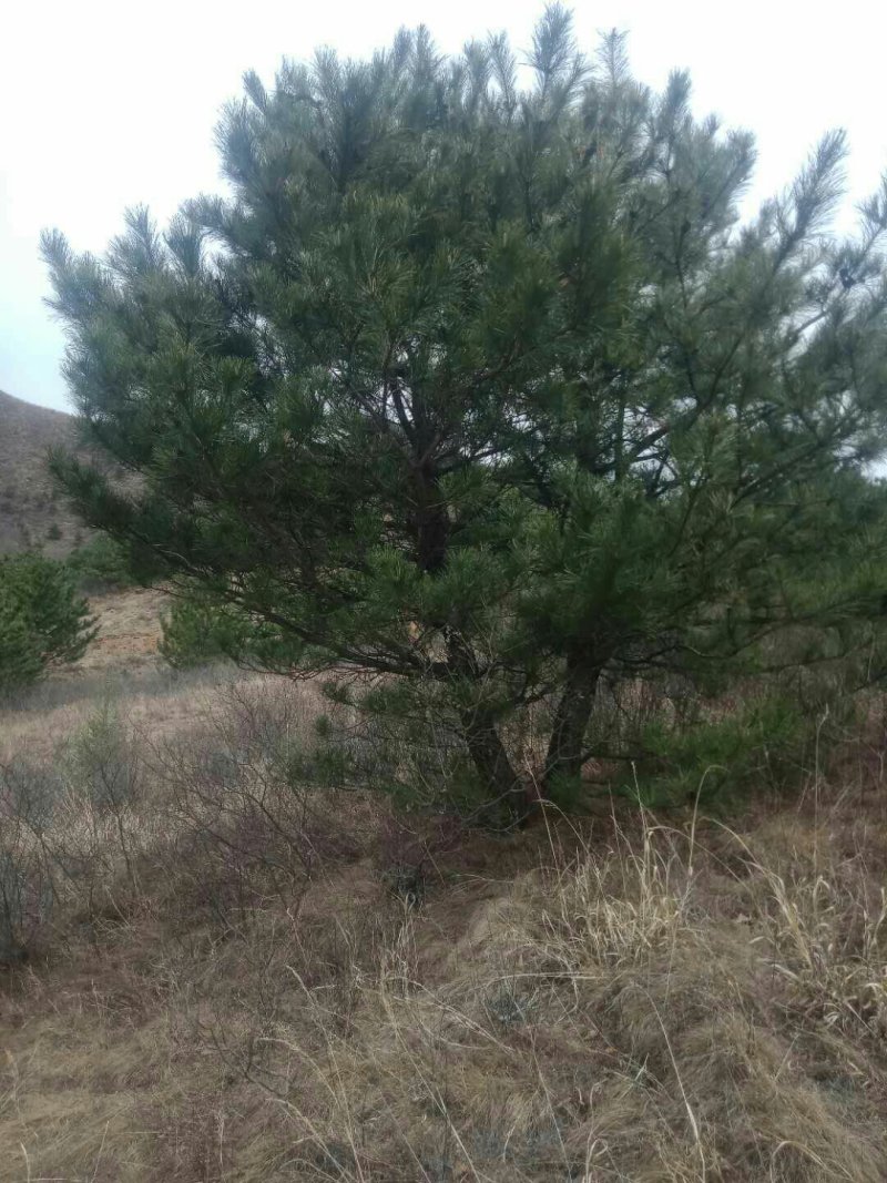 河北承德乱头松，造型松树
