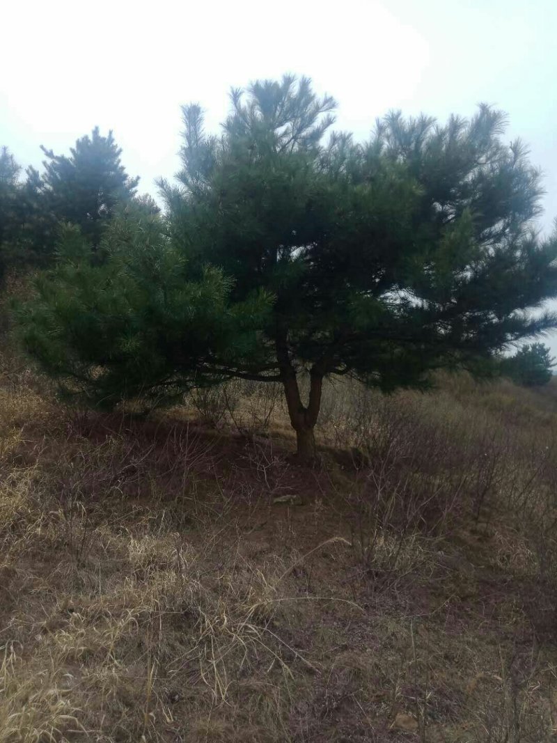 河北承德乱头松，造型松树