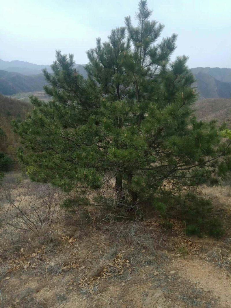 河北承德乱头松，造型松树