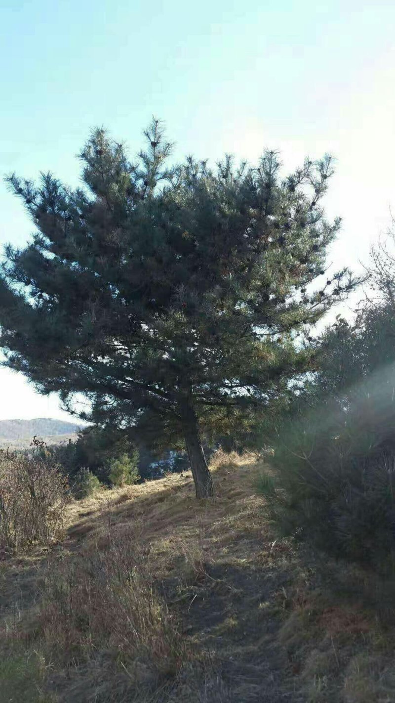 河北承德乱头松，造型松树