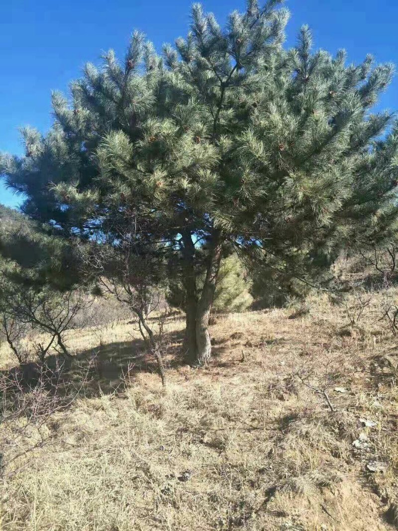 河北承德乱头松，造型松树