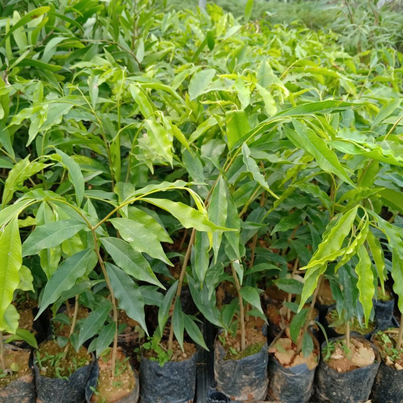 沉香树苗园林绿化苗木四季常绿