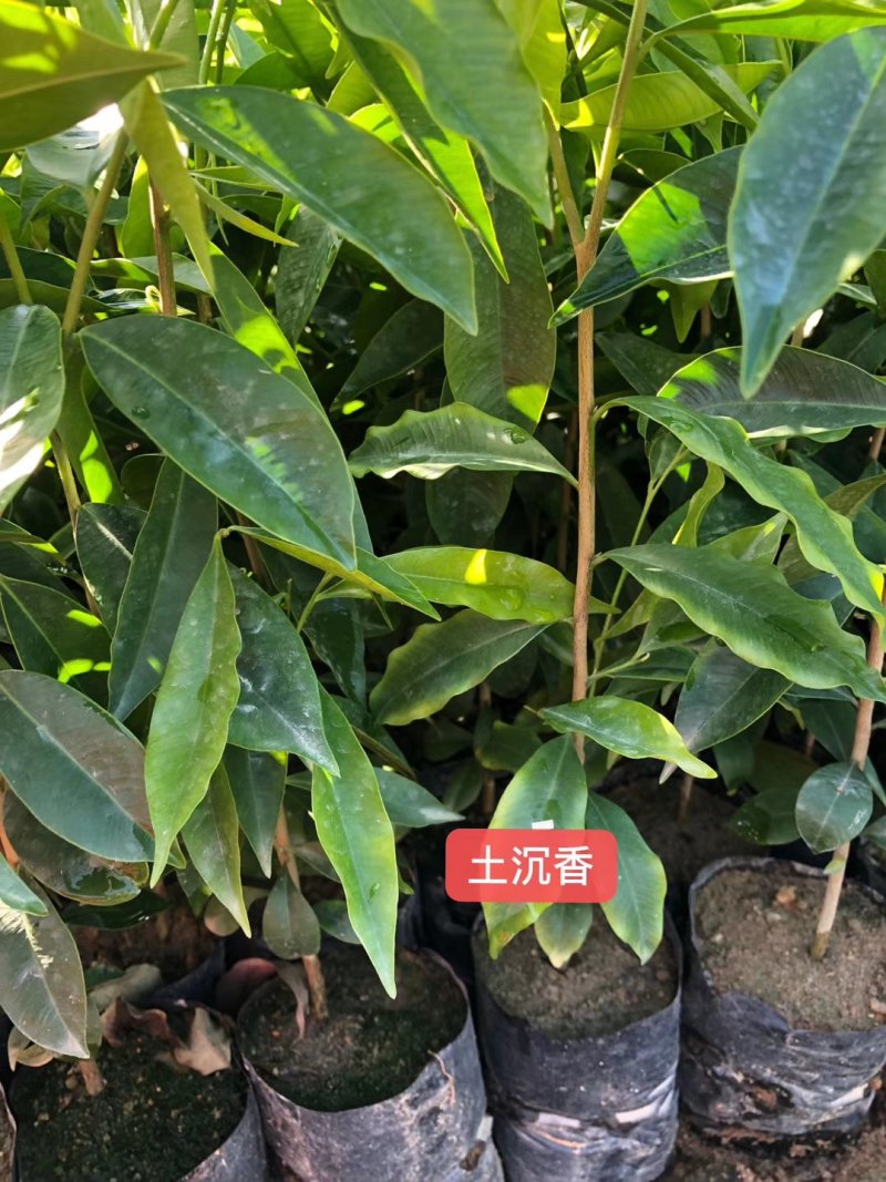 沉香树苗园林绿化苗木四季常绿