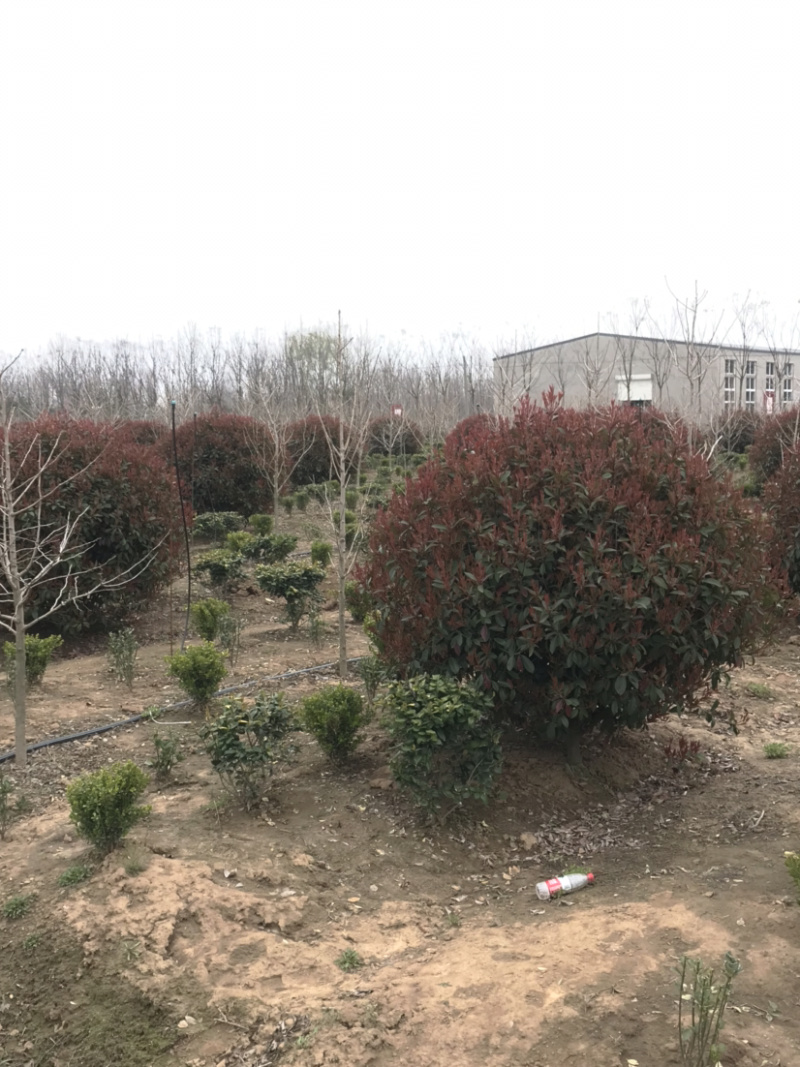 红叶石楠球，红叶石楠毛球，红叶石楠苗，大杯红叶石楠