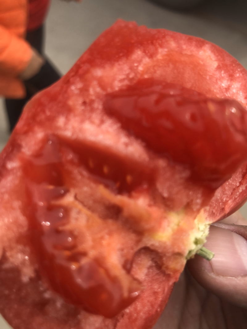 山东海阳普罗旺斯西红柿沙瓤番茄整车落地配市场供货