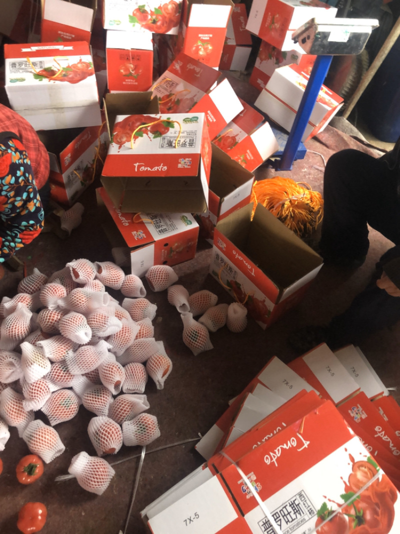山东海阳普罗旺斯西红柿沙瓤番茄整车落地配市场供货