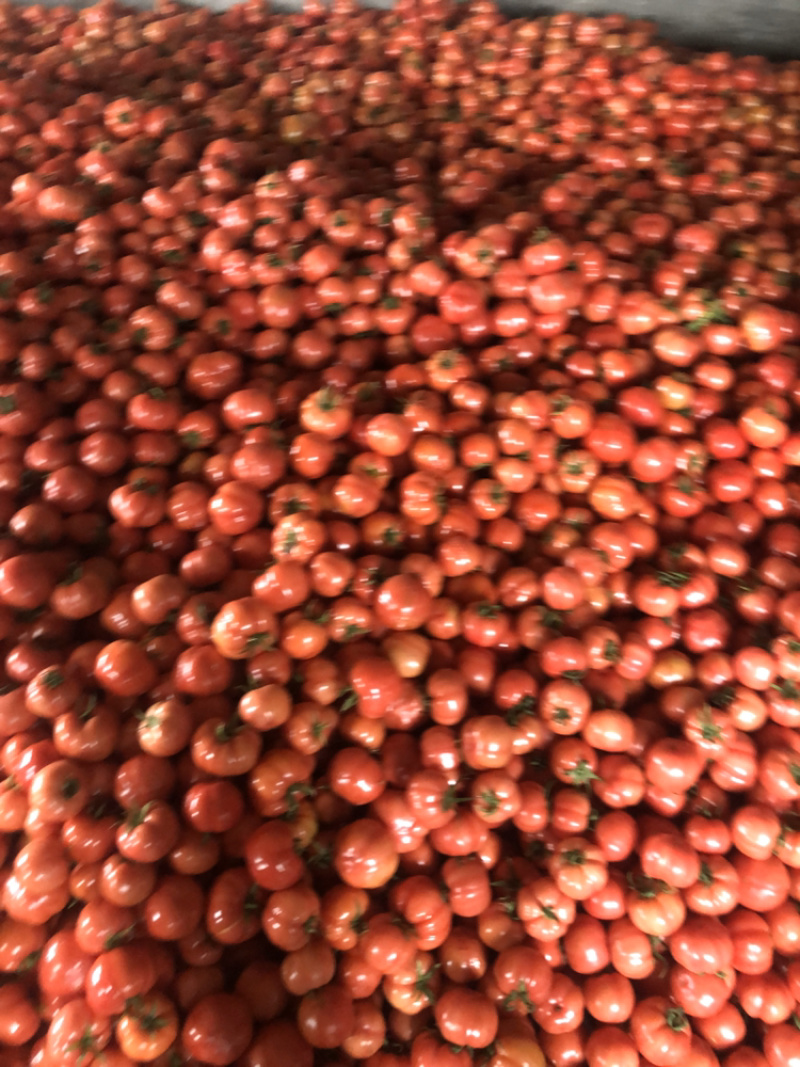 山东海阳普罗旺斯西红柿沙瓤番茄整车落地配市场供货