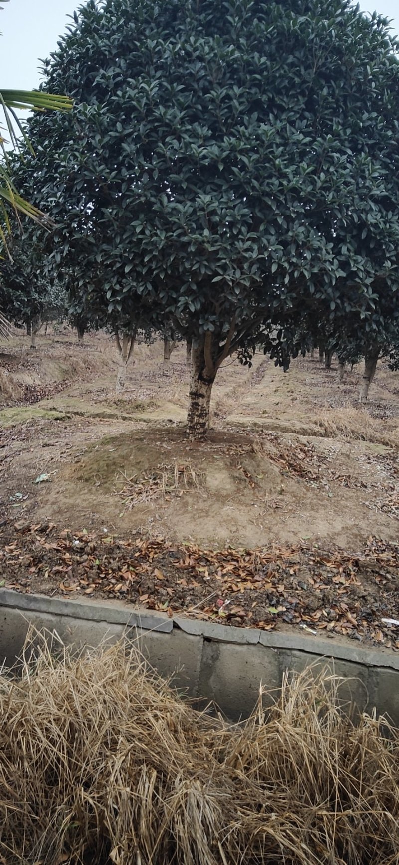 【优选商家】精品桂花树，小叶桂花树，包成活率苗圃一手货源