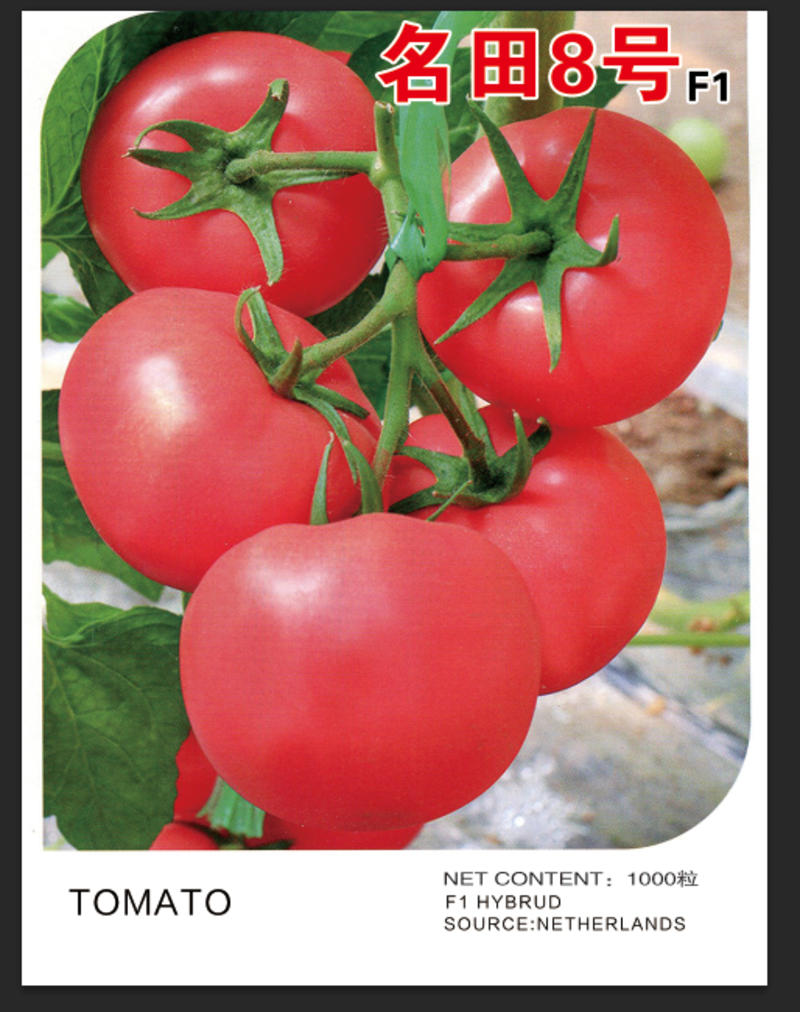 大粉果番茄种子西红柿种子颜色好口感好吃