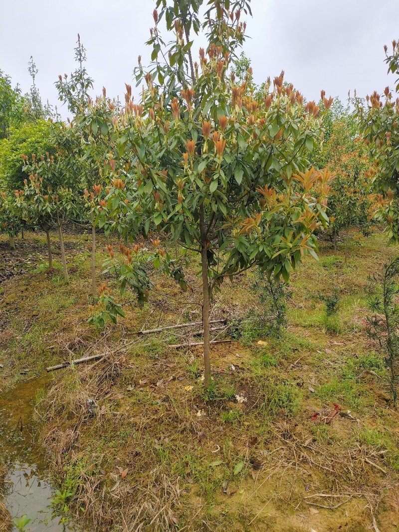 金丝楠木名贵树种园林绿化工程用苗常绿植物