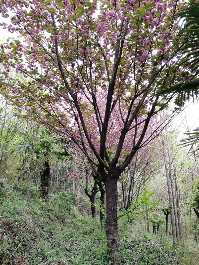 大规格樱花树出售欢迎您的到来