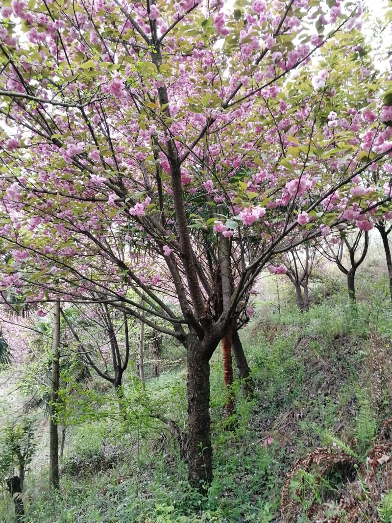 大规格樱花树出售欢迎您的到来