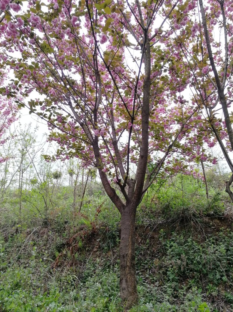 大规格樱花树出售欢迎您的到来