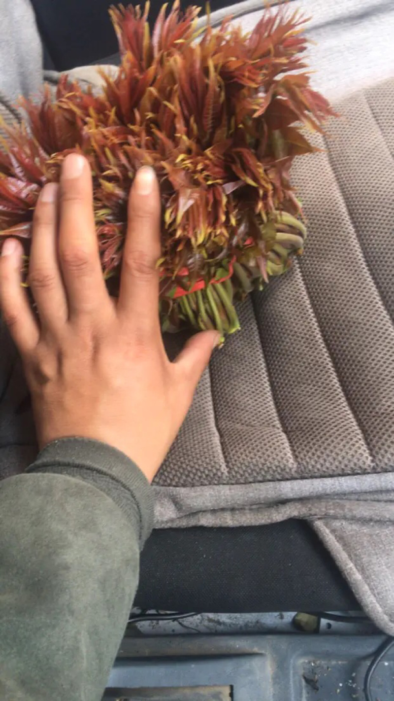 香椿芽【豆皮香椿卷】将香椿洗净，放入水中烫一下；将锅中排