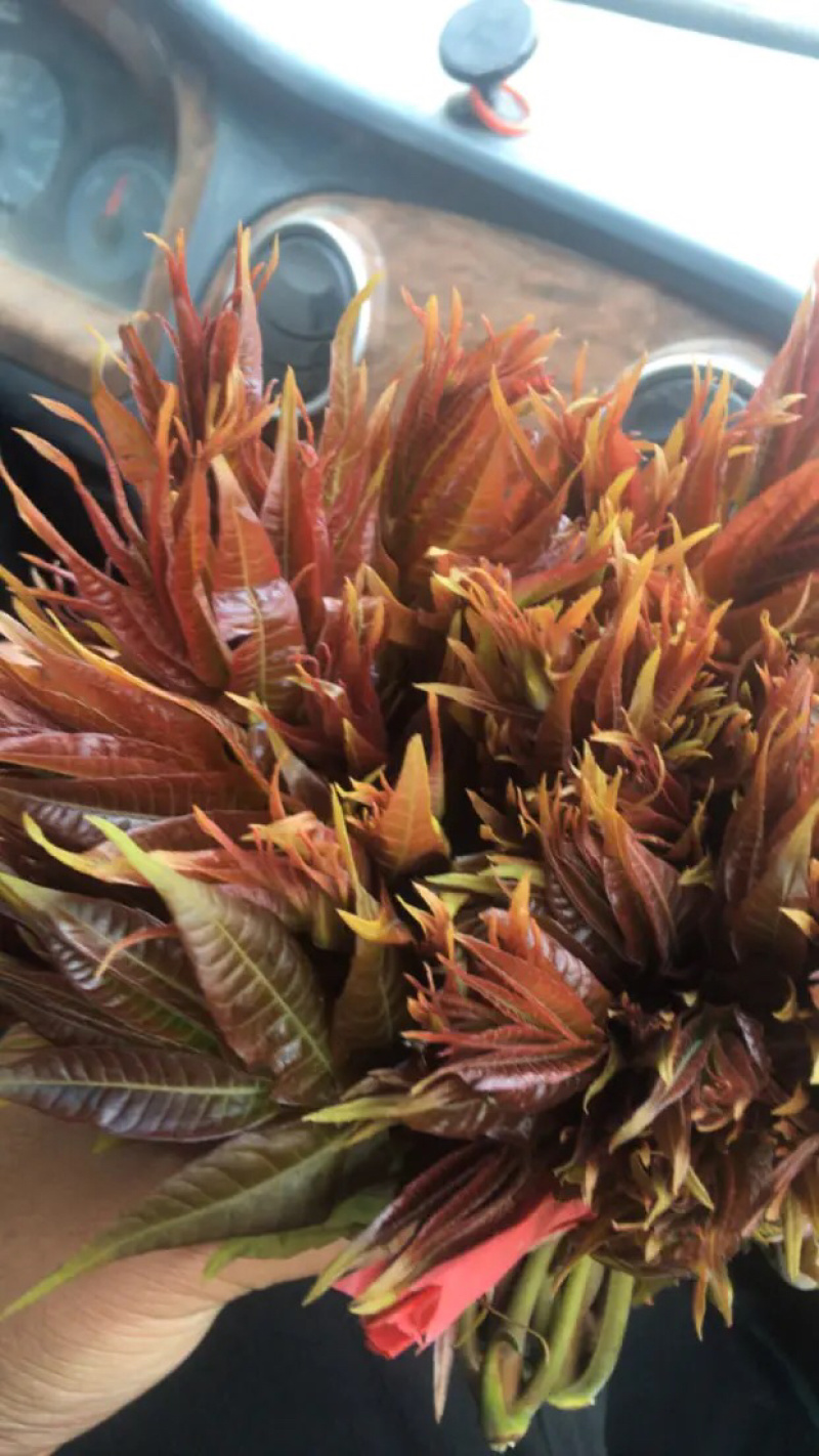 香椿芽【豆皮香椿卷】将香椿洗净，放入水中烫一下；将锅中排