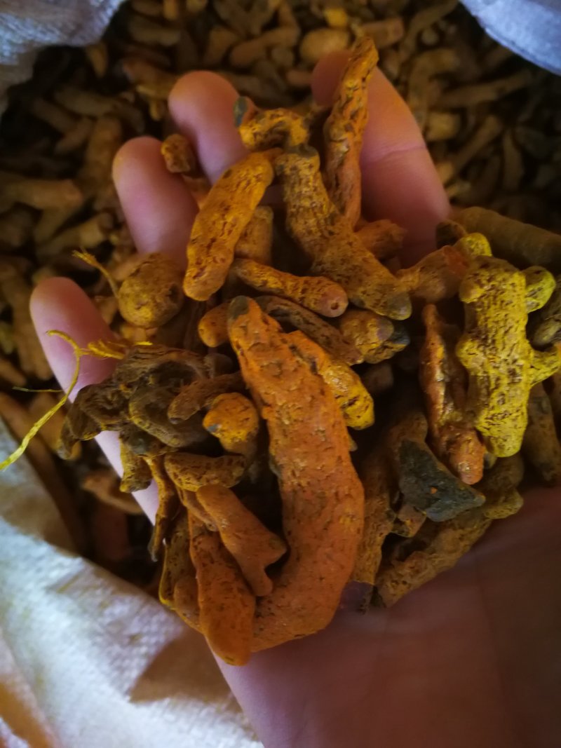 姜黄姜黄粉姜黄个含油量高味浓调料