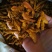 姜黄姜黄粉姜黄个含油量高味浓调料