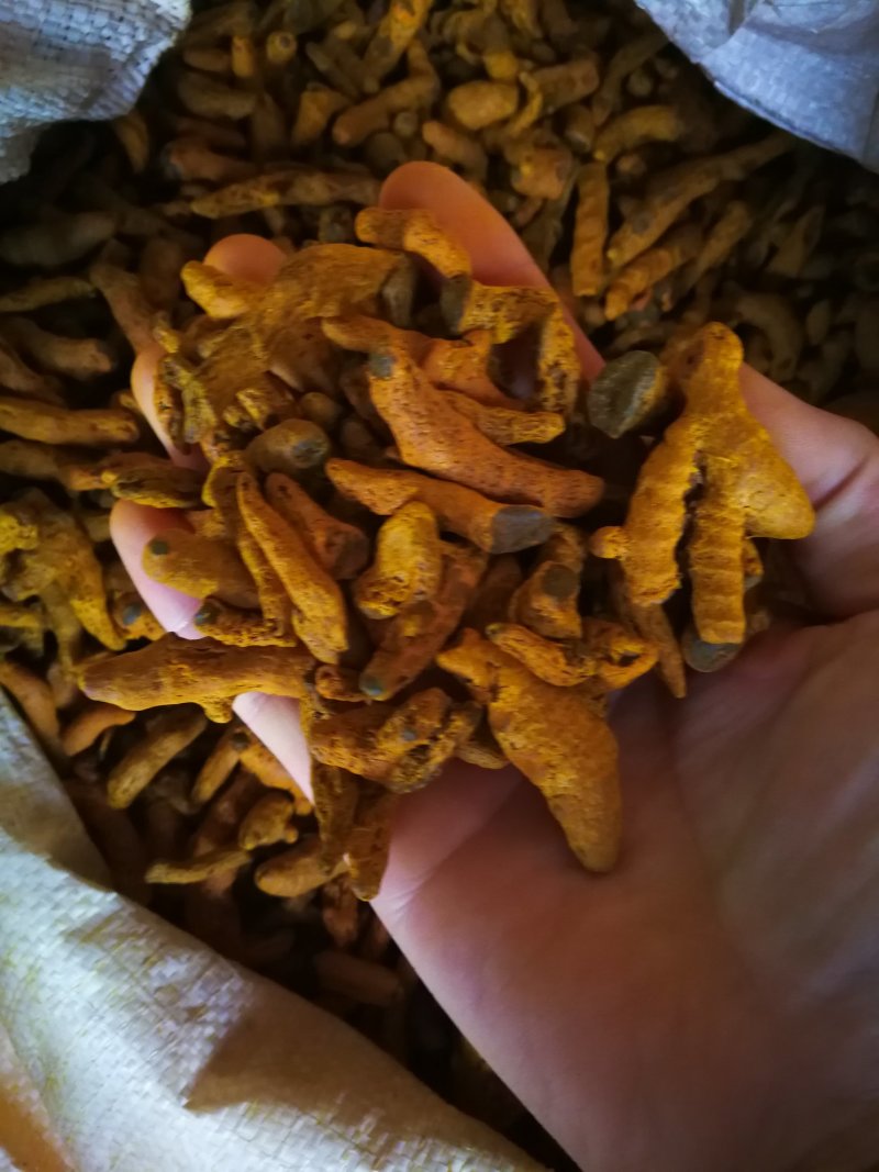 姜黄姜黄粉姜黄个含油量高味浓调料