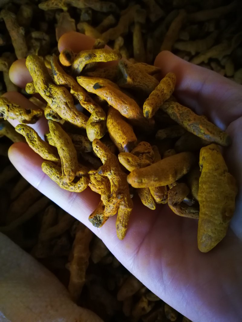 姜黄姜黄粉姜黄个含油量高味浓调料