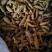 姜黄姜黄粉姜黄个含油量高味浓调料